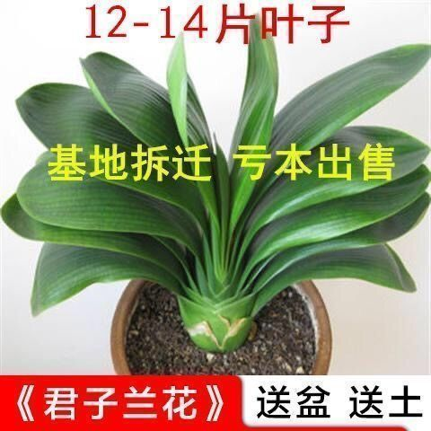 【精品推荐】君子兰花君子兰盆栽君子兰苗四季常青植物蝴蝶兰花