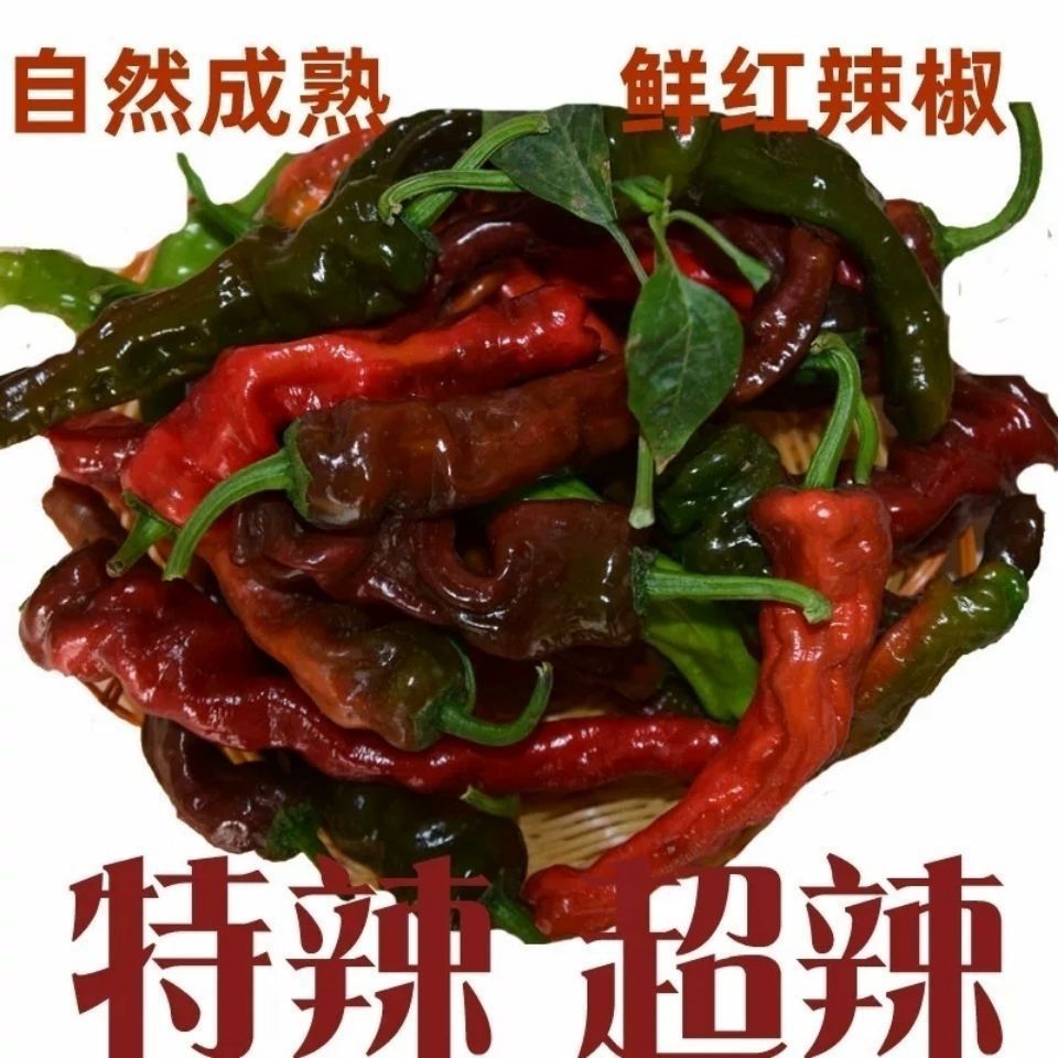 新鲜紫红小皱皮辣椒自然成熟特辣爆辣做泡椒辣椒农家自种