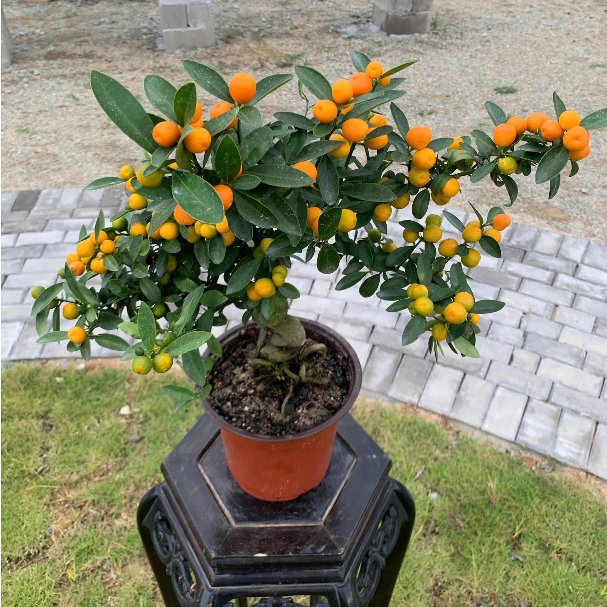 【永春福豆】盆景一物一拍