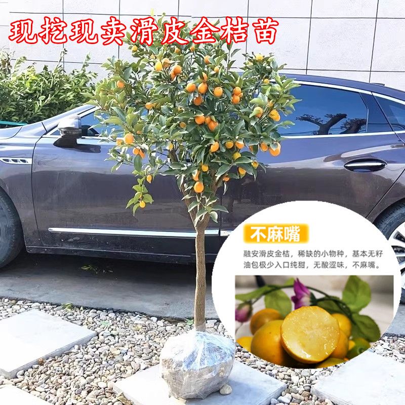 带果无核甜芯滑皮金桔树苗盆栽糖心金蛋果苗融安滑皮金橘嫁接苗