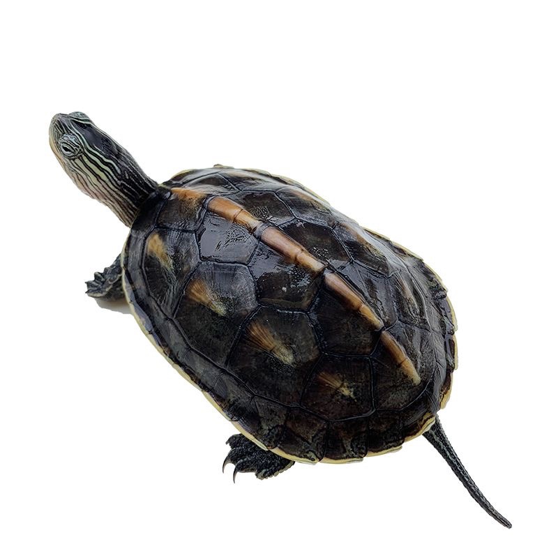 【纯正珍珠龟】花龟珍珠龟新手好养互动性强亲人追手好养大苗