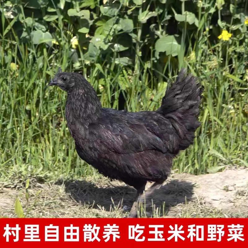 五黑鸡肉质鲜美不腥不柴单只能长4到5斤公鸡6斤10只发货