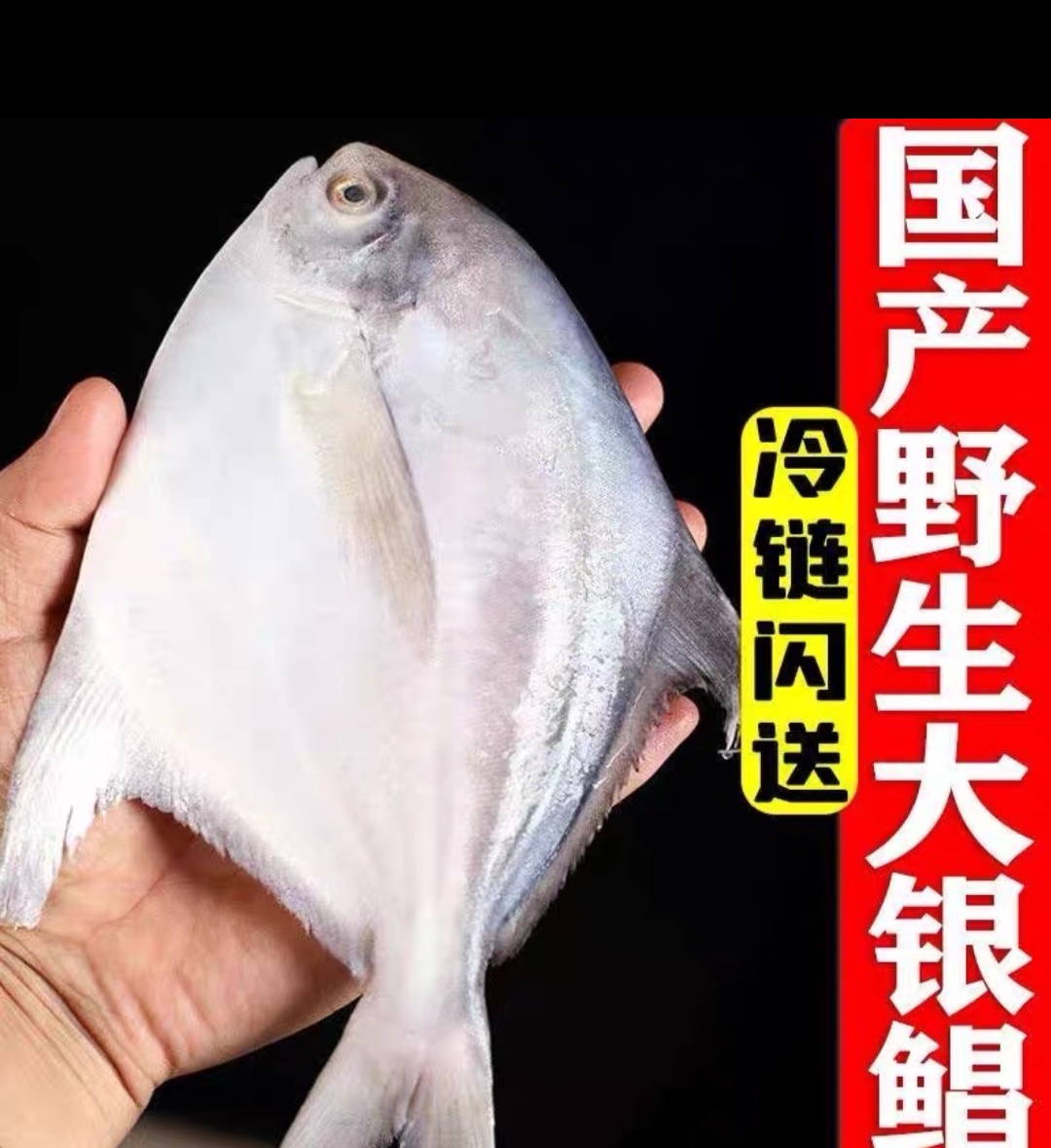 深海银鲳鱼 大5两一条（到手6条）液氮锁鲜发货