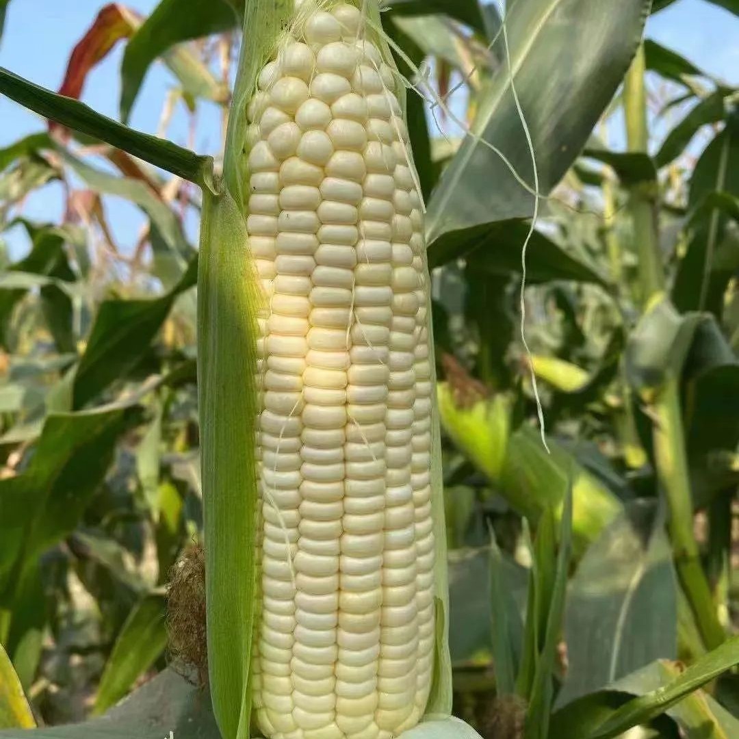 北京房山窦店白甜糯玉米自种(自然生长，难免有虫)