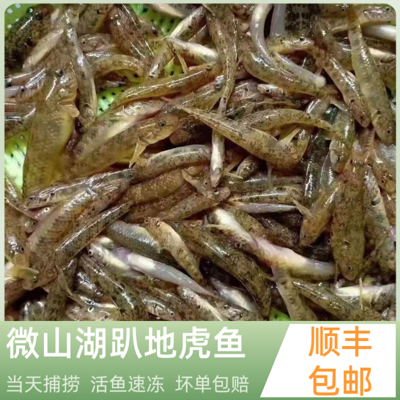 小渔姐妹山东省微山湖野生趴地虎小沙丁山根鱼炖汤小杂鱼可喂鱼