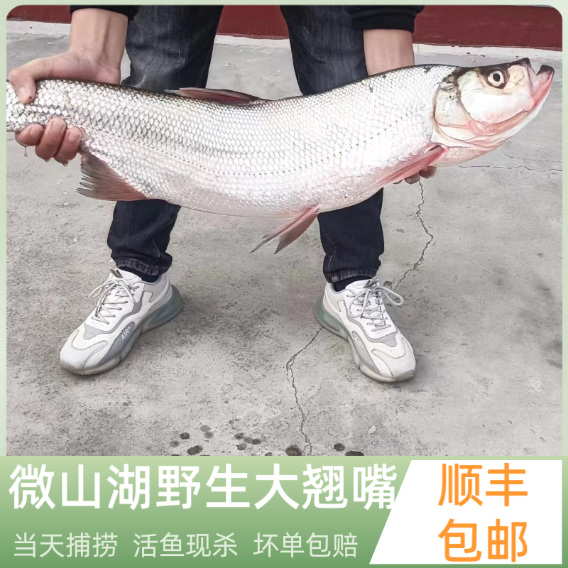 小渔姐妹微山湖野生大翘嘴鱼新鲜活鱼现杀大白刁子鱼淡水翘壳顺丰
