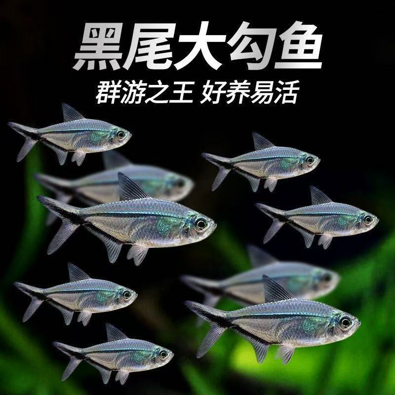黑尾大勾群游观赏鱼草缸小型活体热带淡水好养红大勾扯旗灯科混养