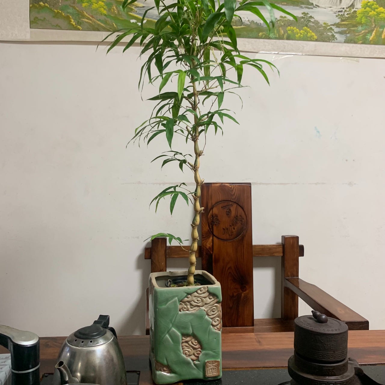 【一物一拍】红观音竹红寒竹内门竹直播链接价格（以直播间实物为准）