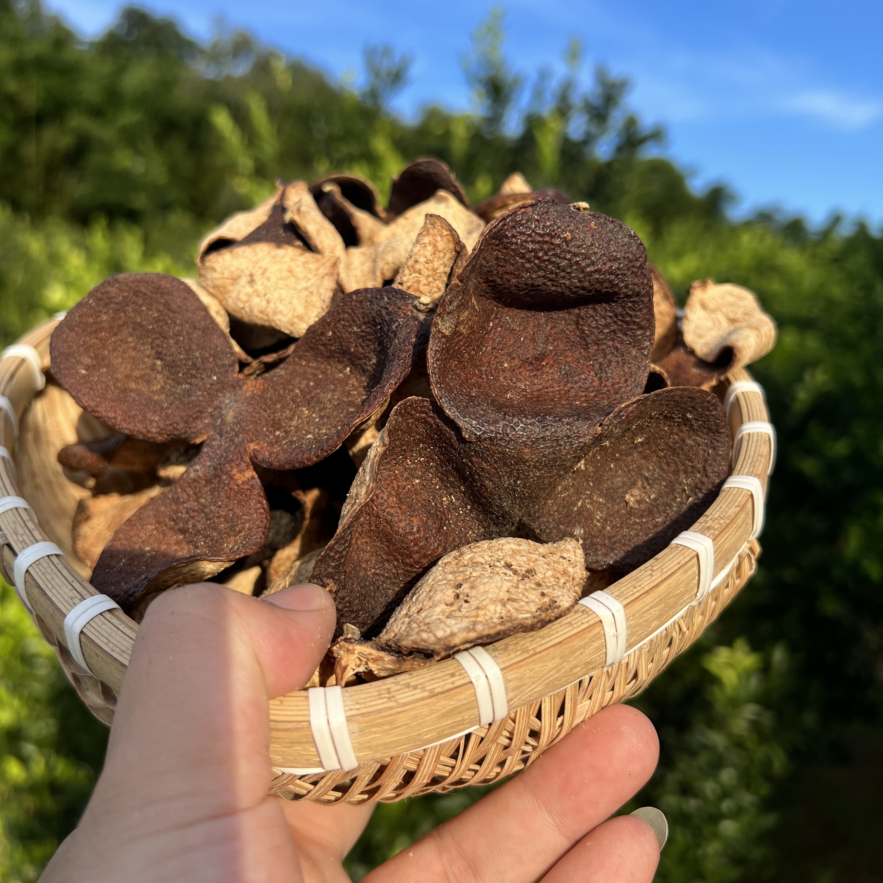 【东甲产区】2015新会圈枝陈皮 老陈皮 纯生晒 零添加 柔 糯 香 甜 