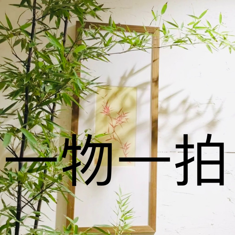 缘今一物一拍专属链接家庭绿植盆栽地栽观赏竹苗耐寒四季植物精品