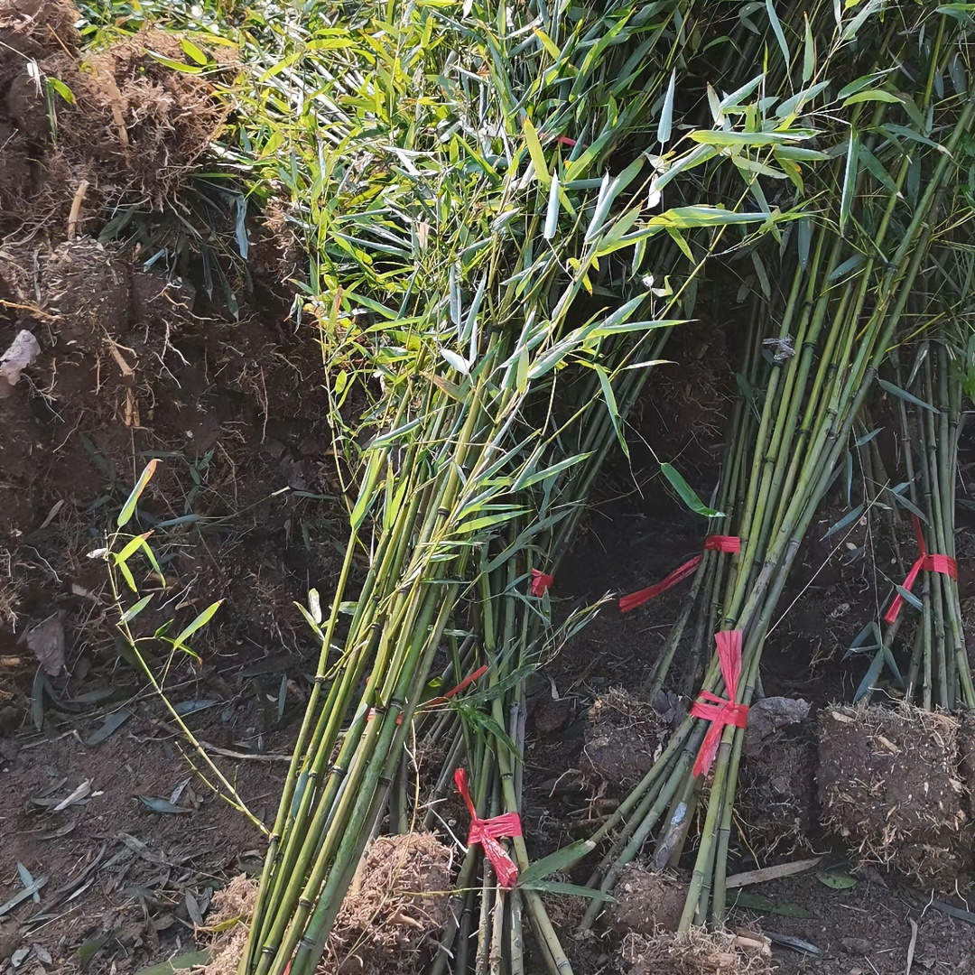 竹苗—翠竹青竹苗庭院阳台室内观赏竹耐寒竹子四季常青植物绿植