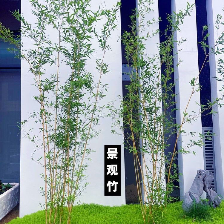 不剪头全冠竹子苗植物庭院罗汉竹室外四季常青景观竹室内阳台盆栽