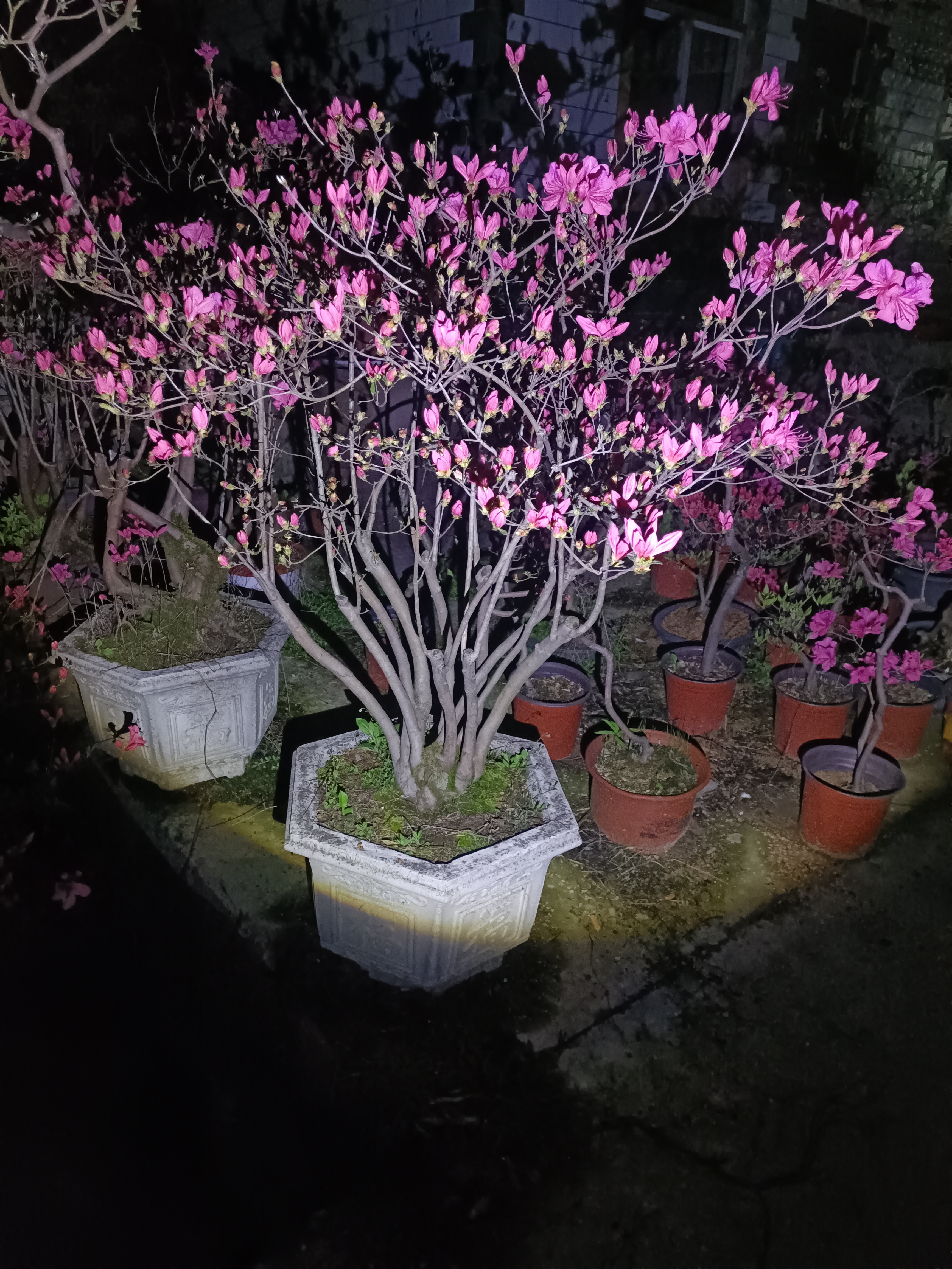 大别山映山红先花后叶品种