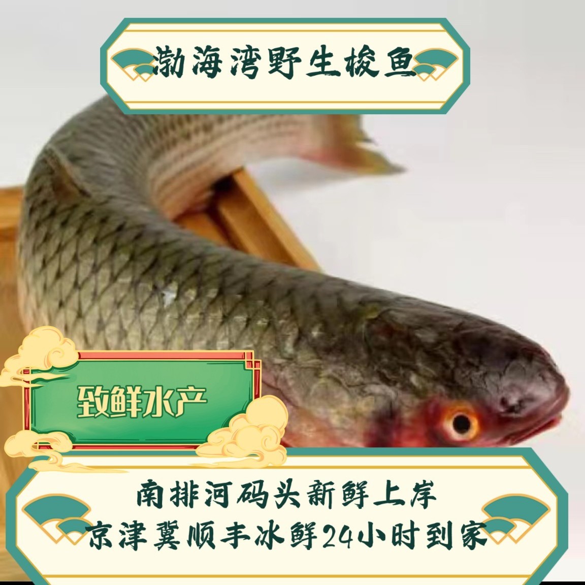 汪子梭鱼，虾池梭鱼