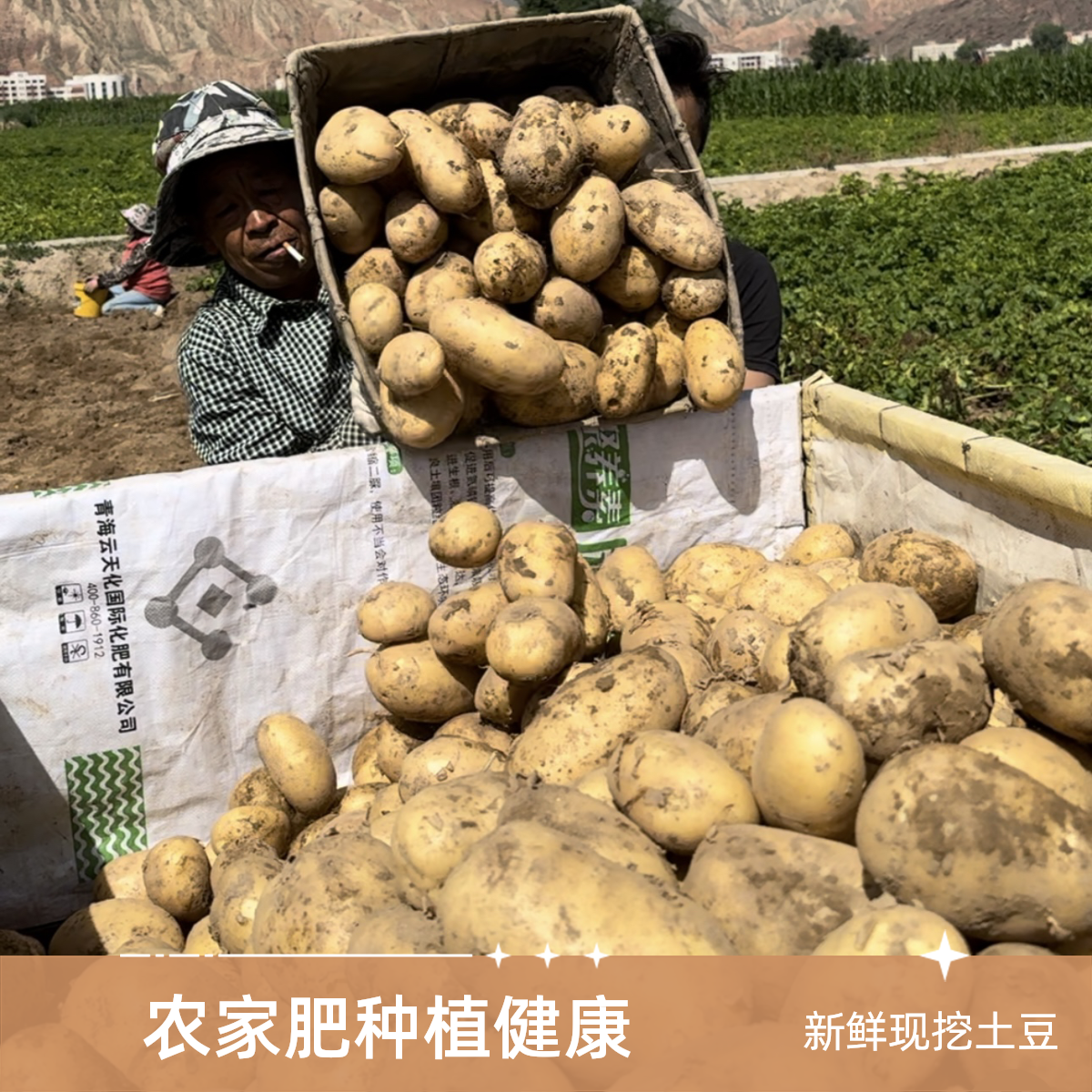 正宗甘肃定西黄心土豆5~9斤。食用称重土豆