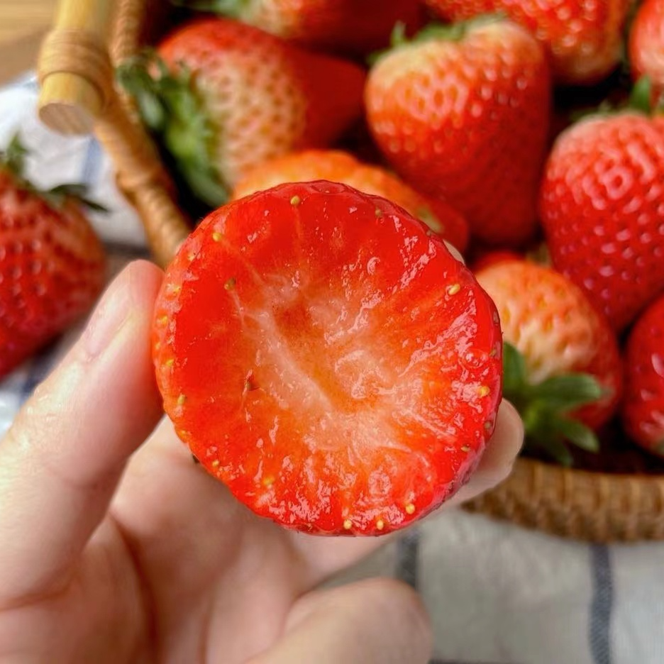 丹东九九草莓1000G大果辽宁省