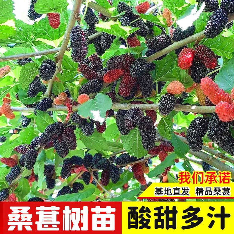 桑葚树苗特大果桑长果桑当年结果可食用庭院盆栽地栽南北方种植