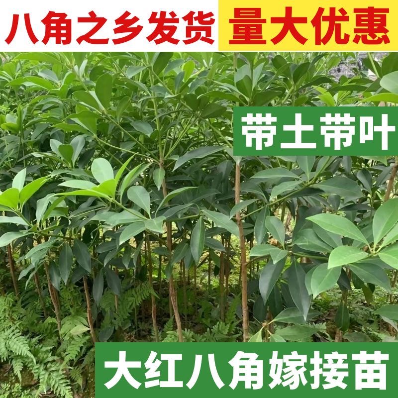 八角苗嫁接苗矮化高产早结果正宗大红八角树苗茴香苗罗马二妞品种