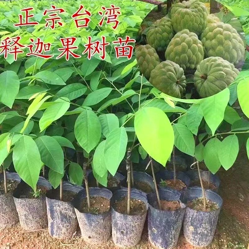 四季释迦果树苗台湾番荔枝苗嫁接当年结果南方地栽种植盆栽果树苗