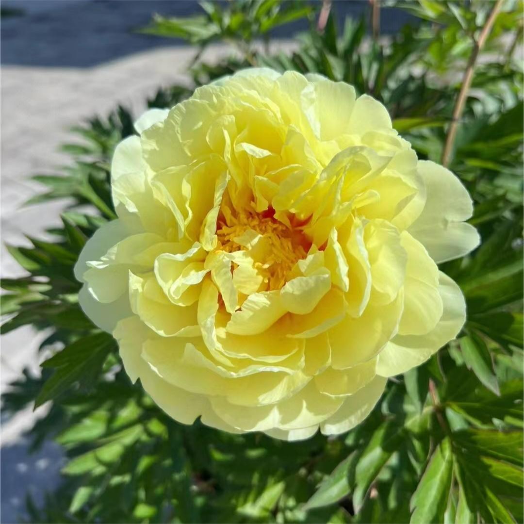 进口芍药：芭茨拉