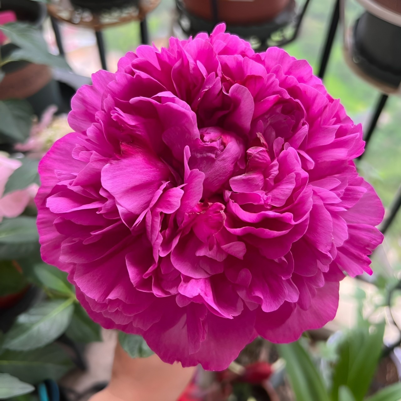 红富士进口玫红色高性价比芍药庭院种植盆栽