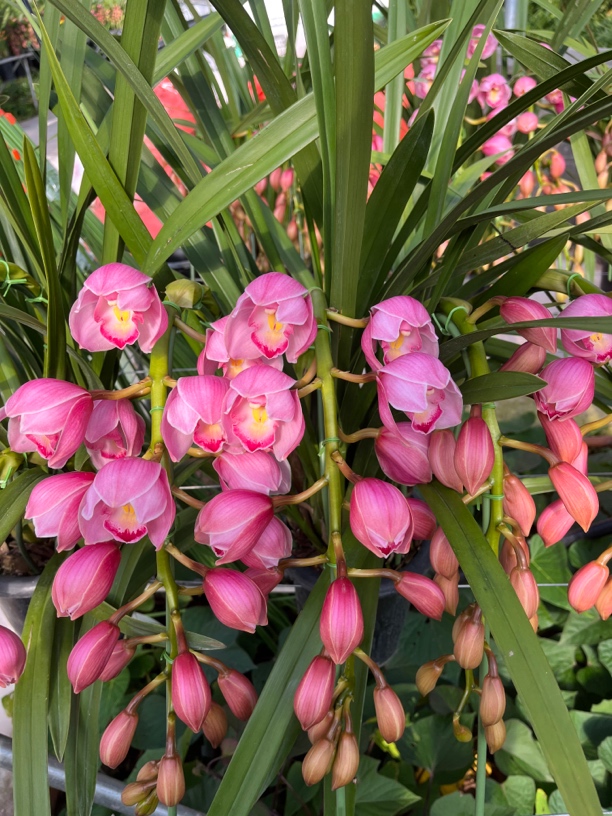 川哥家 【福娘】 粉色大花蕙兰 室内好养盆栽