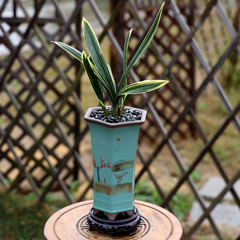 【高档金边兰花带盆栽】金龙红荷客厅桌面浓香室内绿植花卉好养礼品