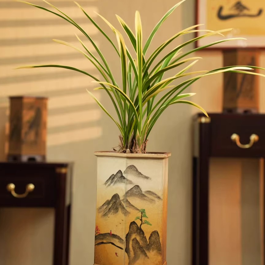 【精品兰花盆栽】高端浓香四季兰锦旗室内耐热耐寒办公室客厅绿植卉