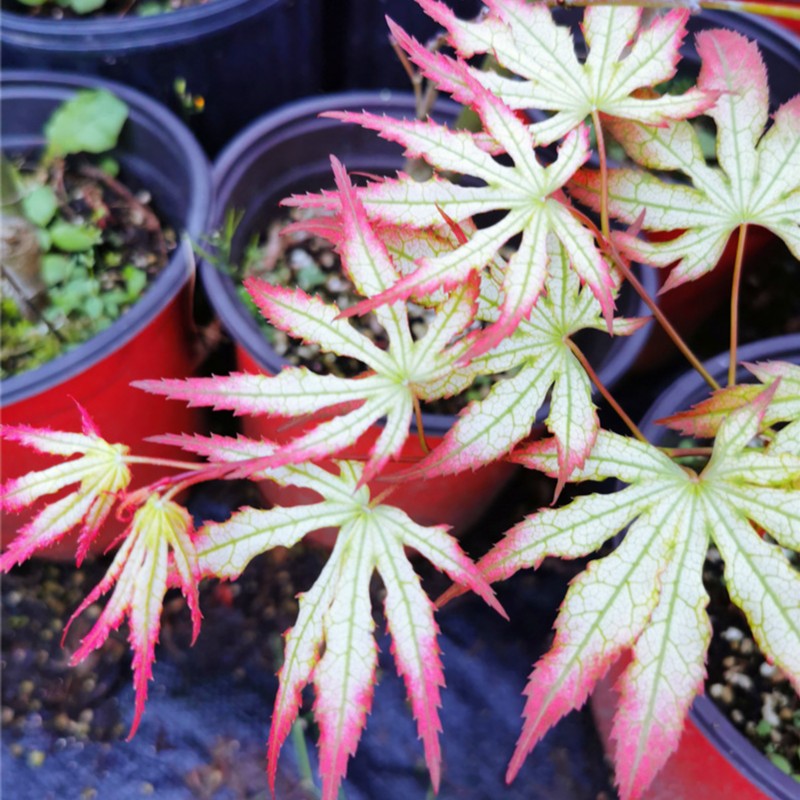 第一精灵 脉叶系品种 春季黄底红边 夏季绿 深秋橙黄色庭院