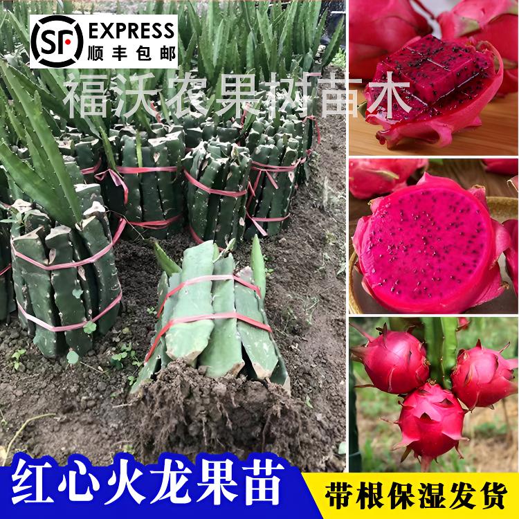 火龙果苗盆栽正宗红皮红心火龙果苗南北方种植地栽果树苗四季结果