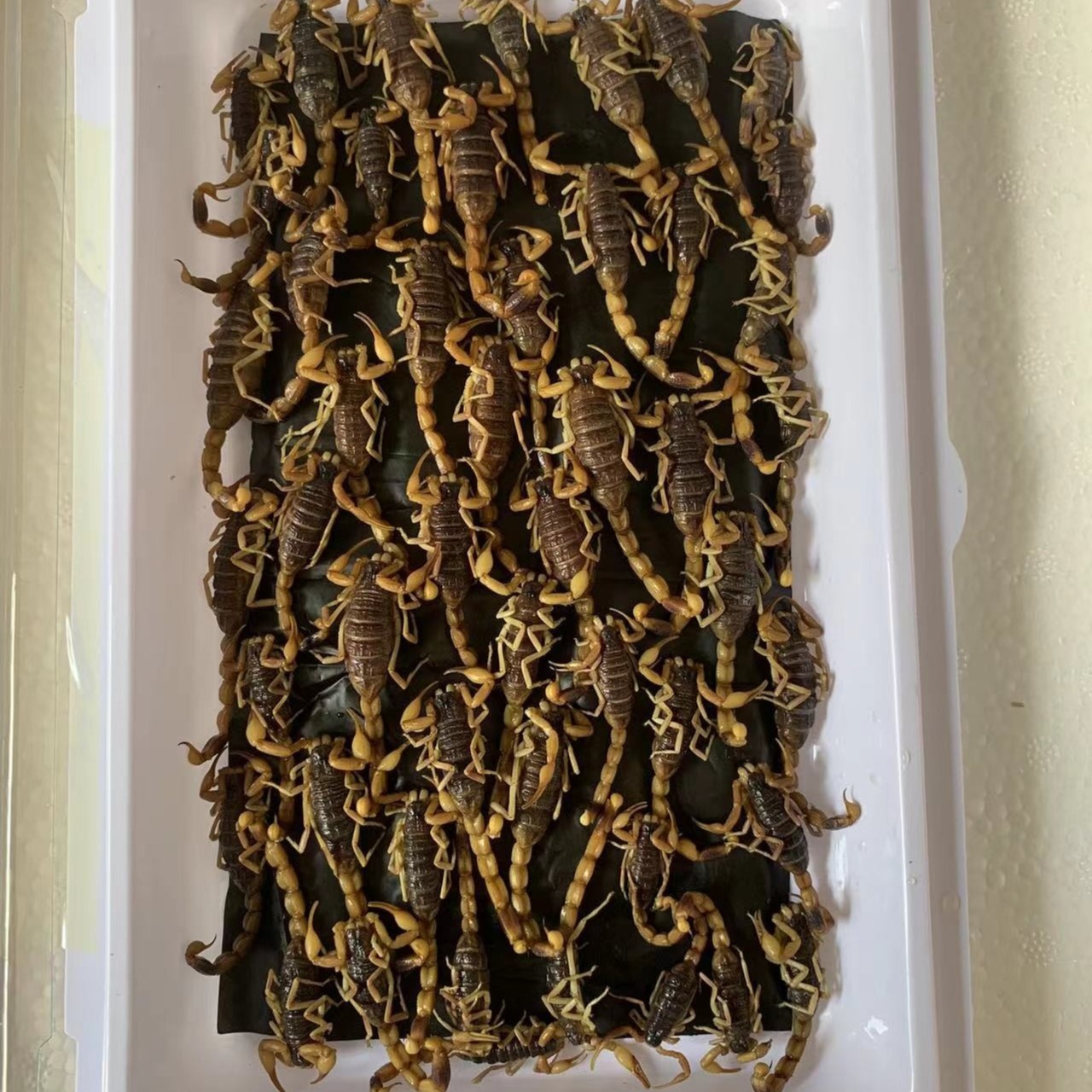 新鲜冷冻蝎子40只左右1盒生鲜速冻油炸烧烤吃中秋好物味道鲜美
