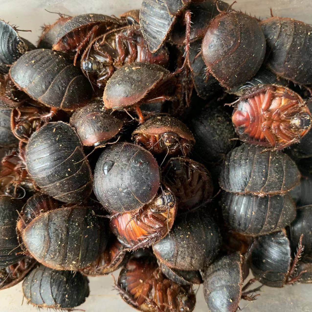 土元土鳖虫西瓜虫新鲜特殊食材优质活体冷冻发中秋好物味道鲜美