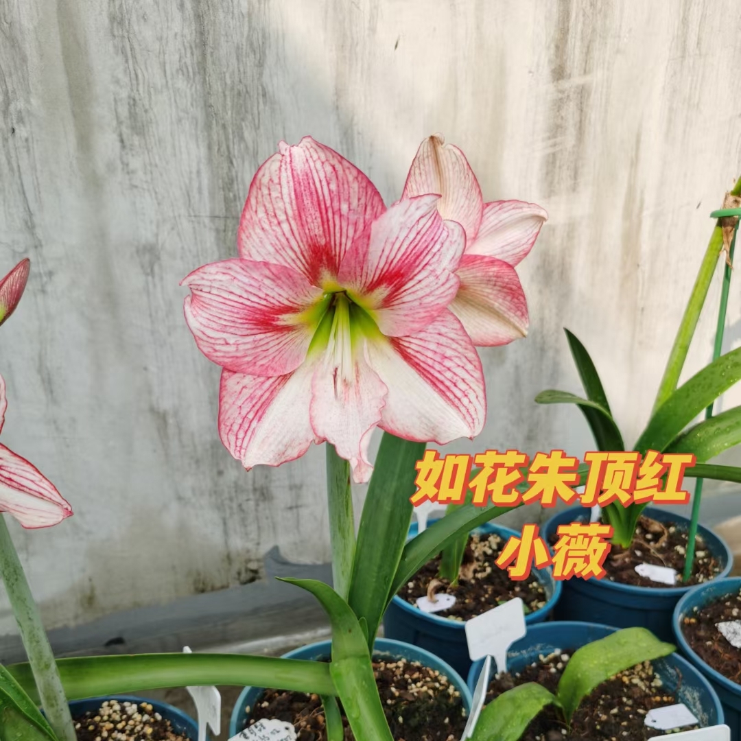 朱顶红新品杂交朱小薇地栽大球现货