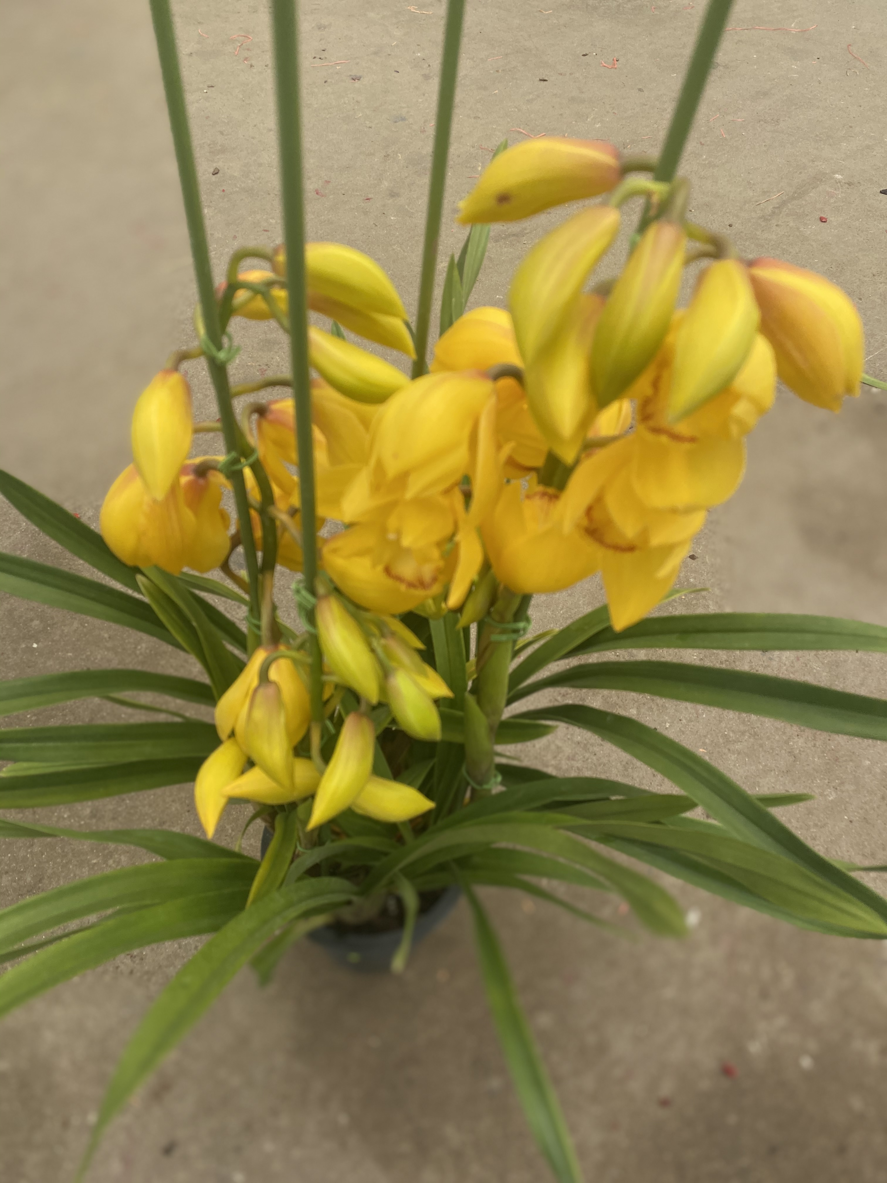 年宵花大花蕙兰基地直销606三支花