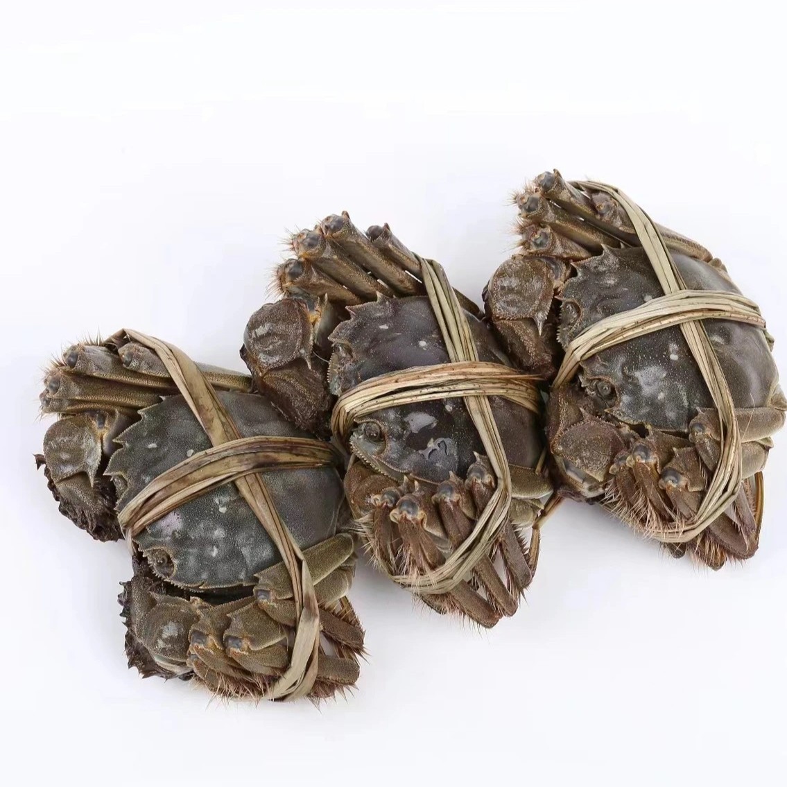 【活蟹母20只】（800g-1000g) 顺丰快递包邮 个别会断腿