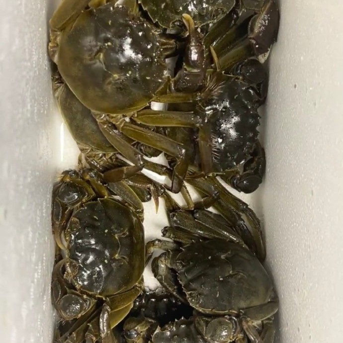 【活蟹全母8只装】1.7-2.1两/只 全母 顺丰快递包邮 次日达