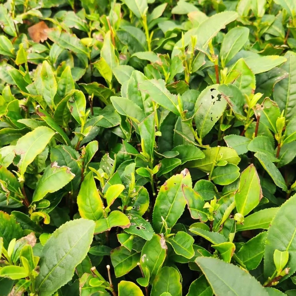 2025露天茶桃林绿茶毛峰春茶豌豆香鲜爽甘甜绿茶散装