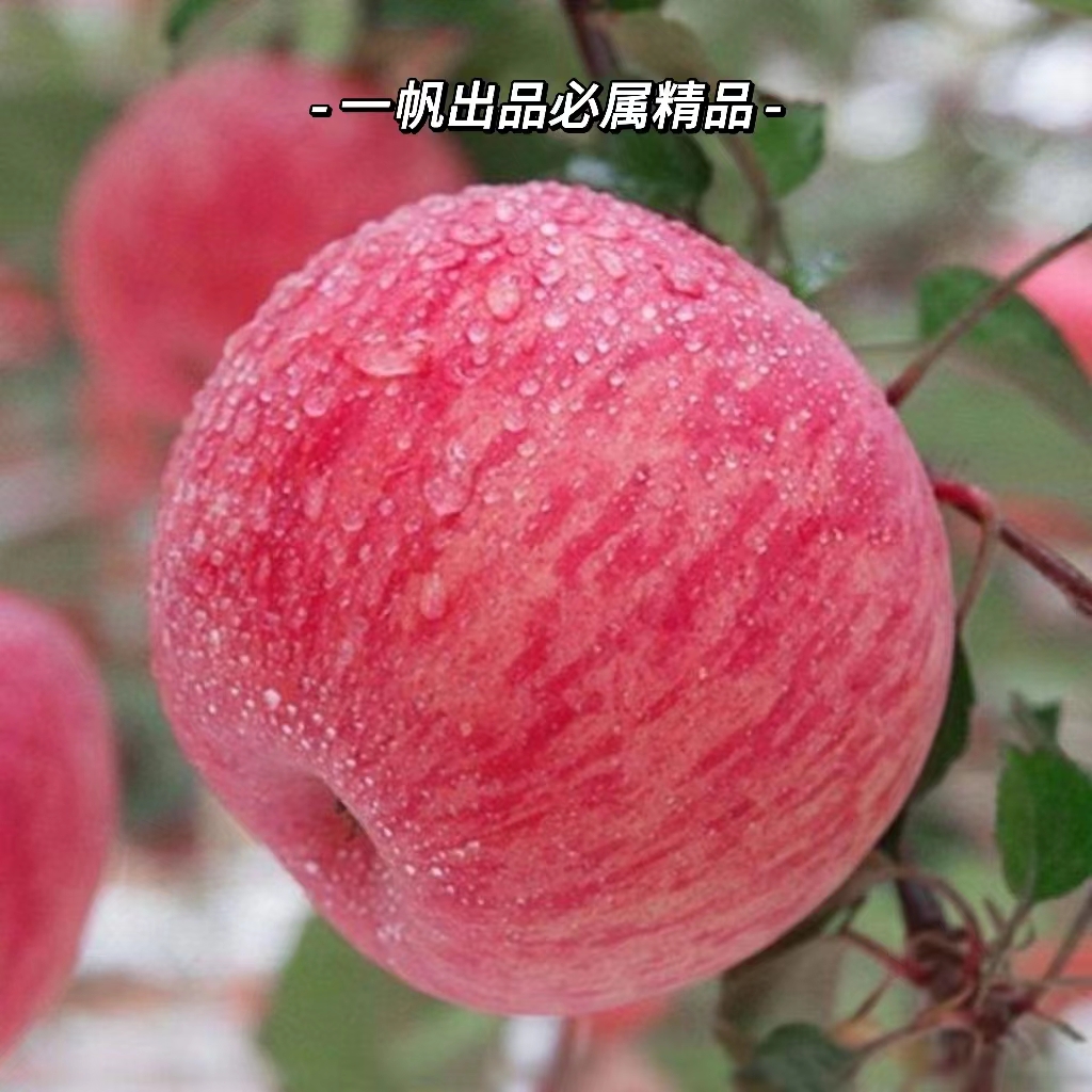 【顺丰到家】正宗烟台栖霞红富士营养孕妇水果现摘现发脆甜爽口新鲜