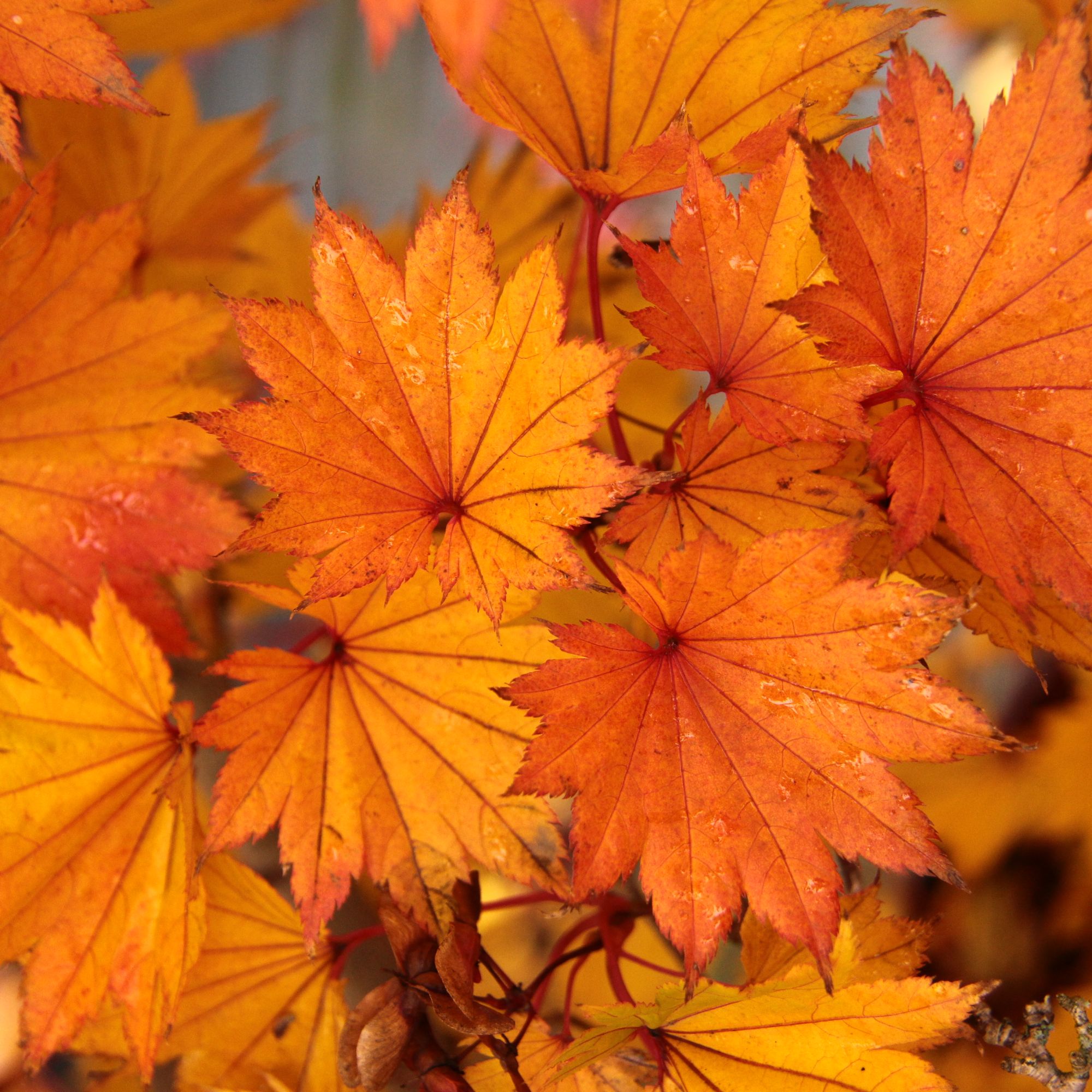 【一物一拍】盆栽苗日本枫树耐寒南北方种庭院绿植开花观叶植物红枫