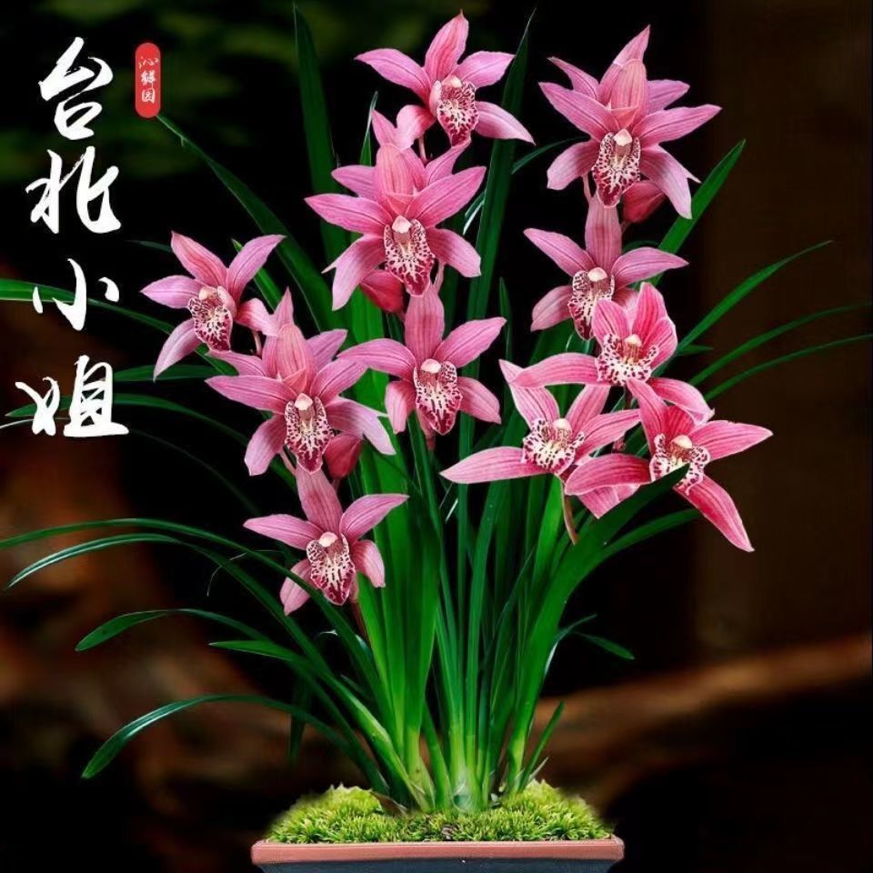 四季兰【台北小姐】室内兰花建兰好养红色浓香盆栽