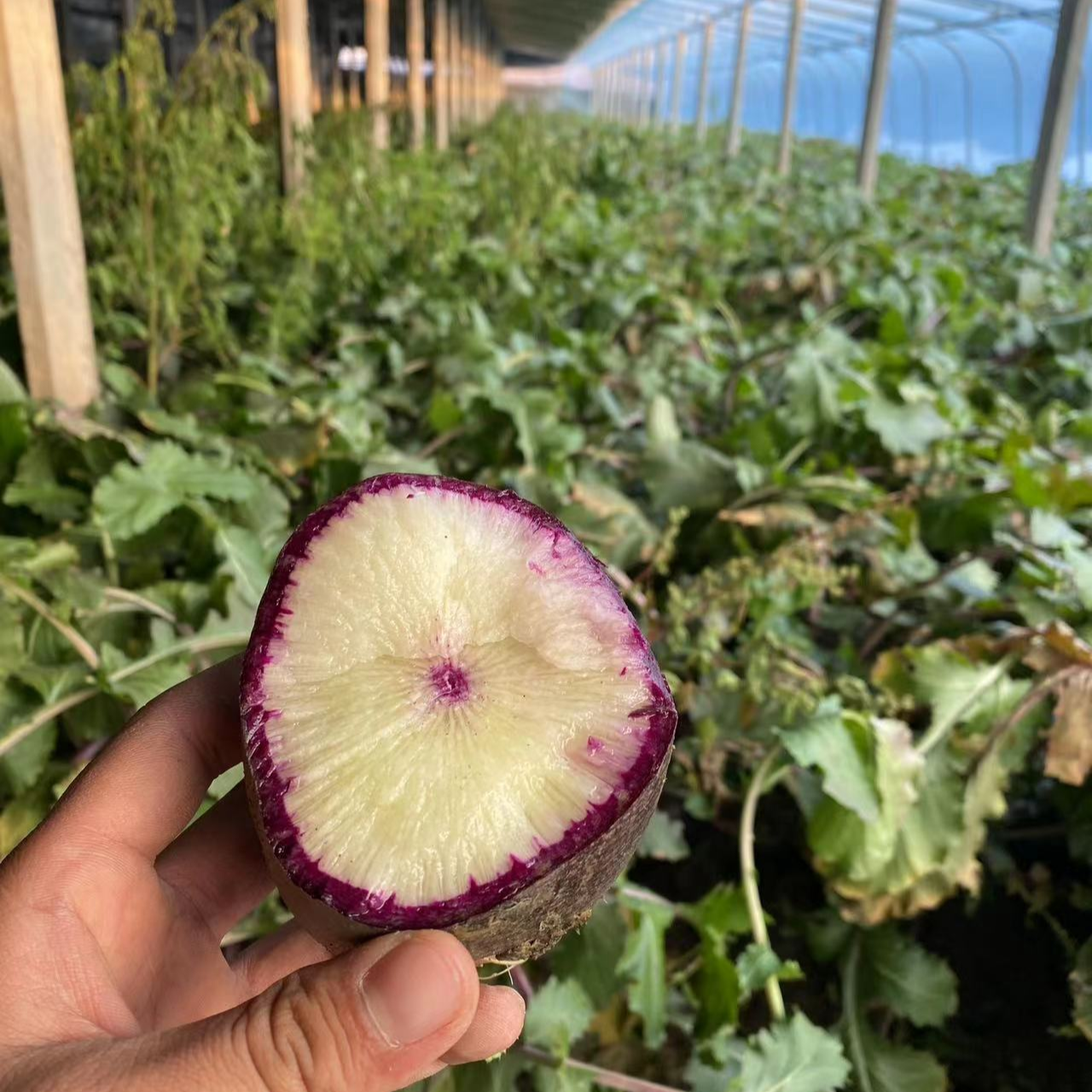 青泽农场-沙窝冰激凌脆甜萝卜净重8斤装