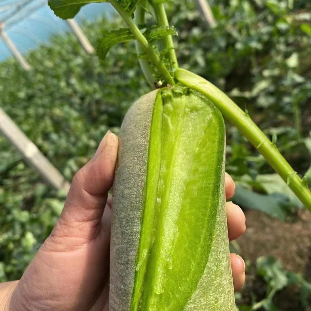 精品萝卜-正宗小沙窝村脆甜沙窝萝卜（天星02）8斤精品装