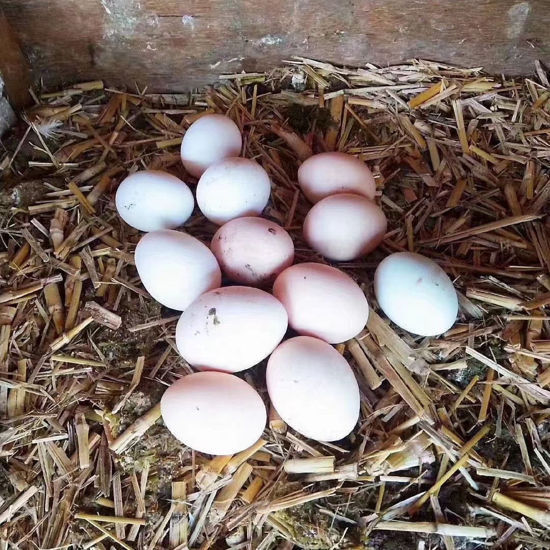 送货上门-青泽家林地散养溜达鸡蛋40枚装约4斤
