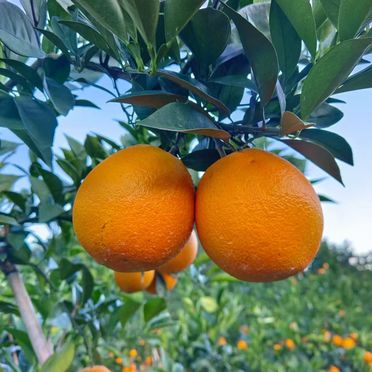 产地直采-江西赣南脐橙汁水充足5斤/8斤装（纯甜无酸）