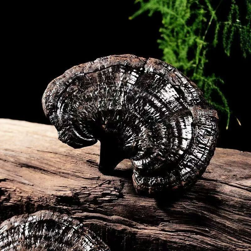 甄选黑灵芝净含量250g