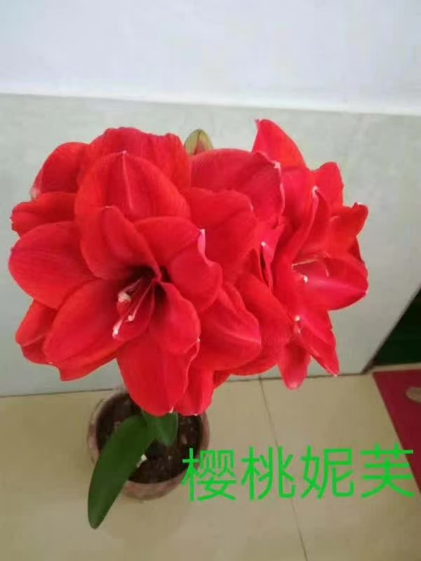 新疆包邮荷兰进口朱顶红品种樱桃妮芙保证对版