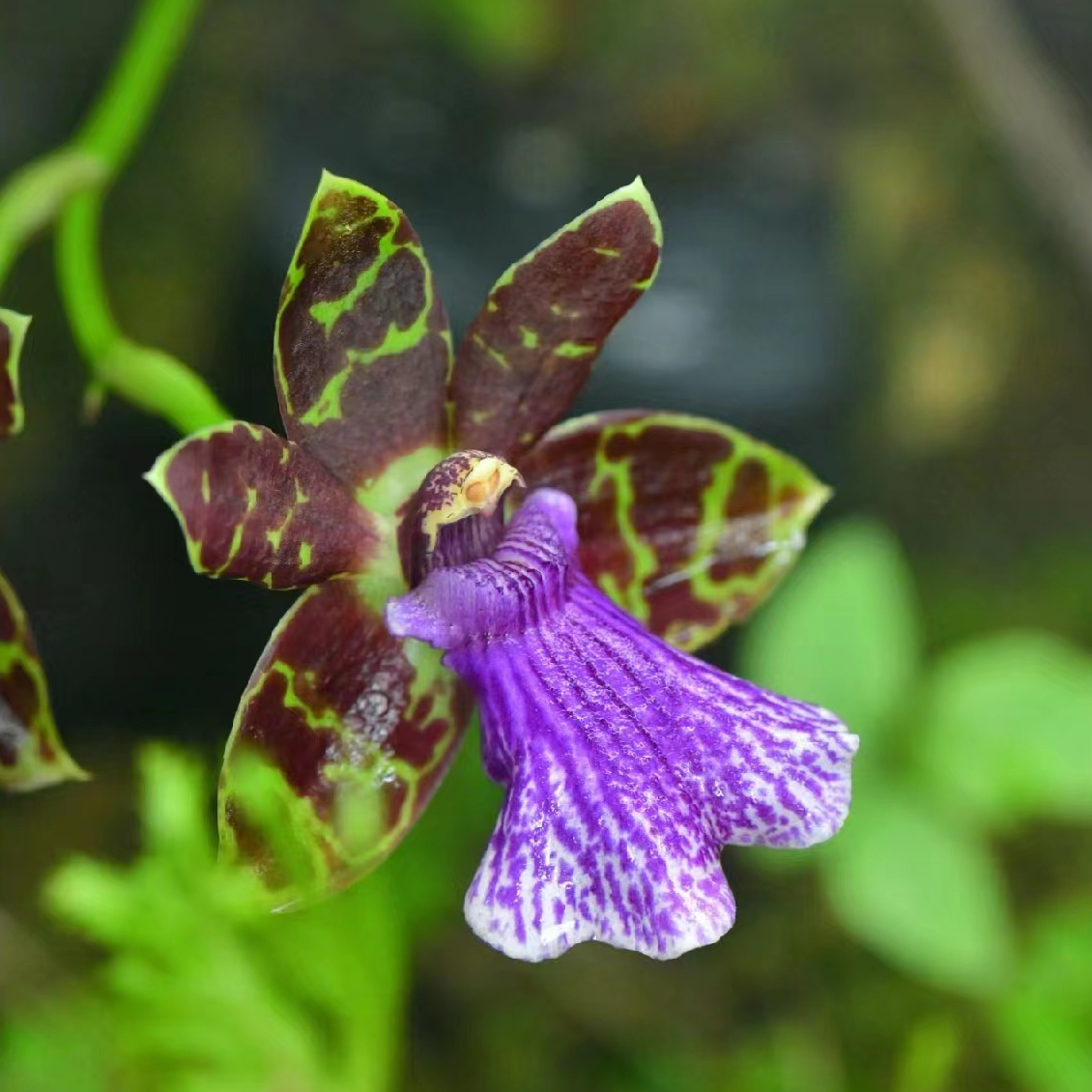 紫香兰——室内清香型花期长