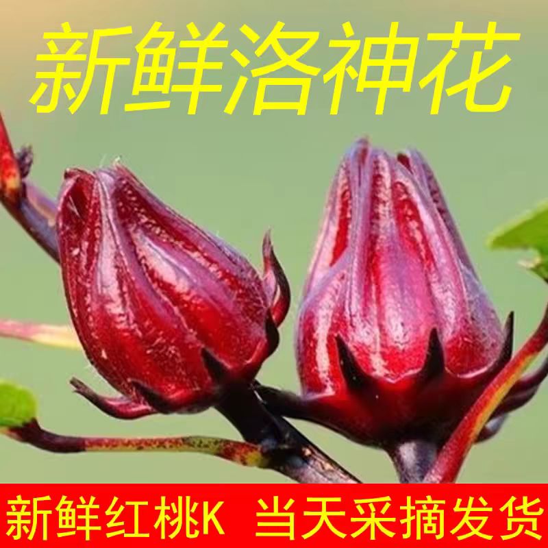 【顺丰】新鲜洛神花现摘玫瑰茄鲜果红桃K泡酒酵素当季新货
