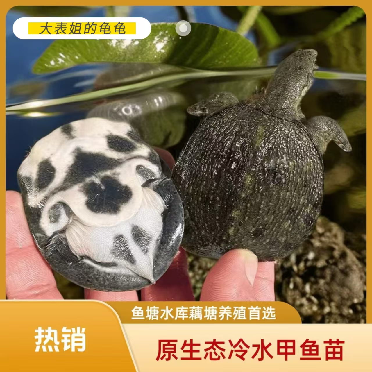 1~8两外塘原生态冷水甲鱼苗中华黑花鲜活团水鱼苗