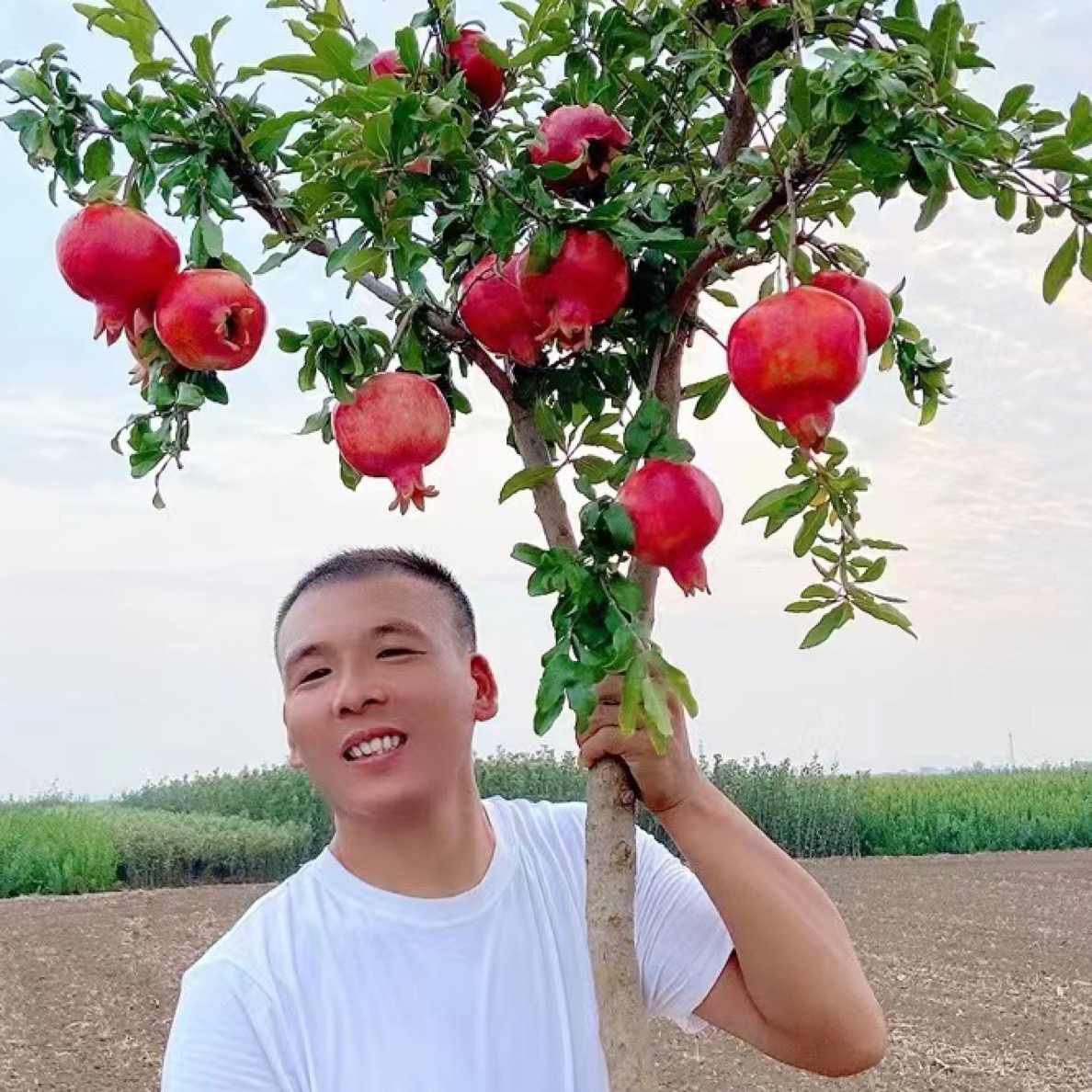 软籽公斤石榴树盆栽地栽南北方庭院阳台适用石榴树大树苗